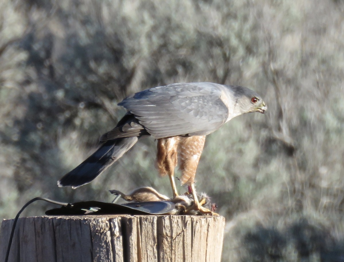 Cooper's Hawk - Stephen Heinrich