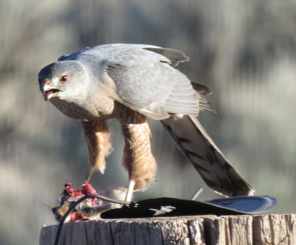 Cooper's Hawk - ML556258401