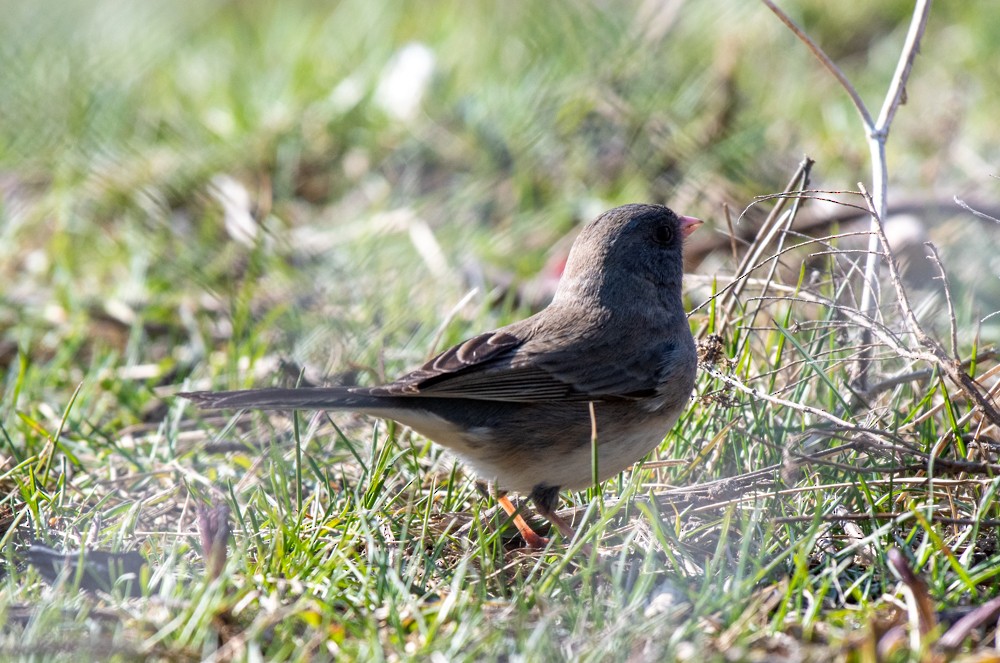 Dark-eyed Junco (Oregon) - ML556258661