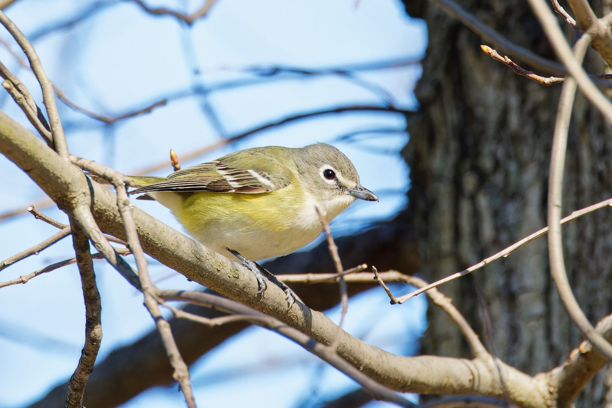 Mavi Başlı Vireo - ML556259921