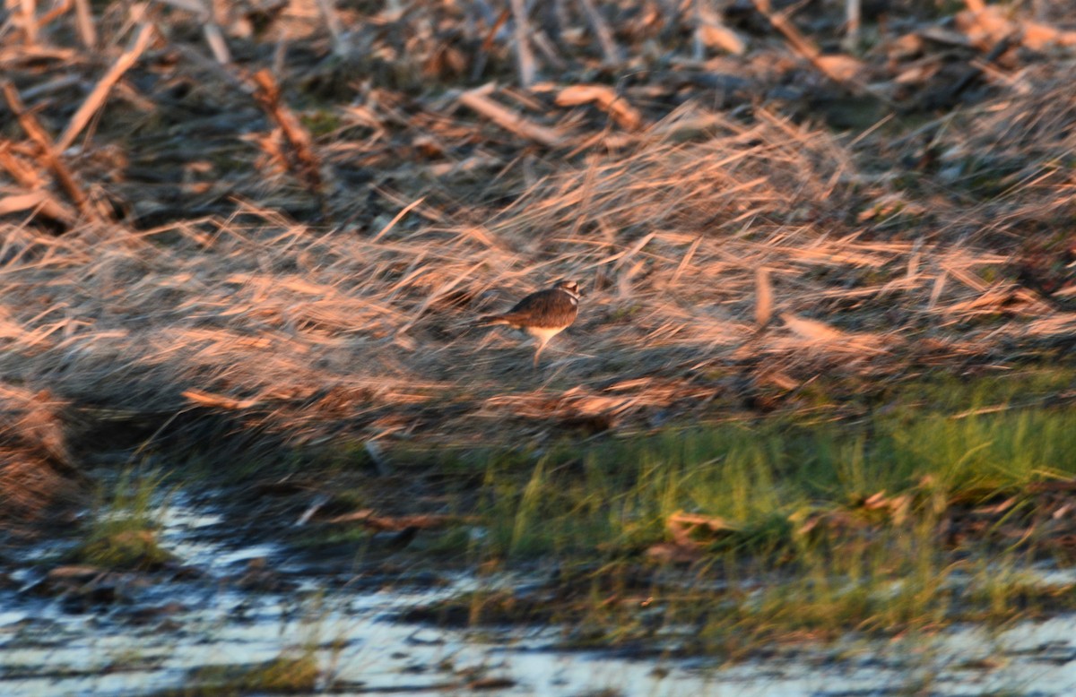 Killdeer - ML556261611