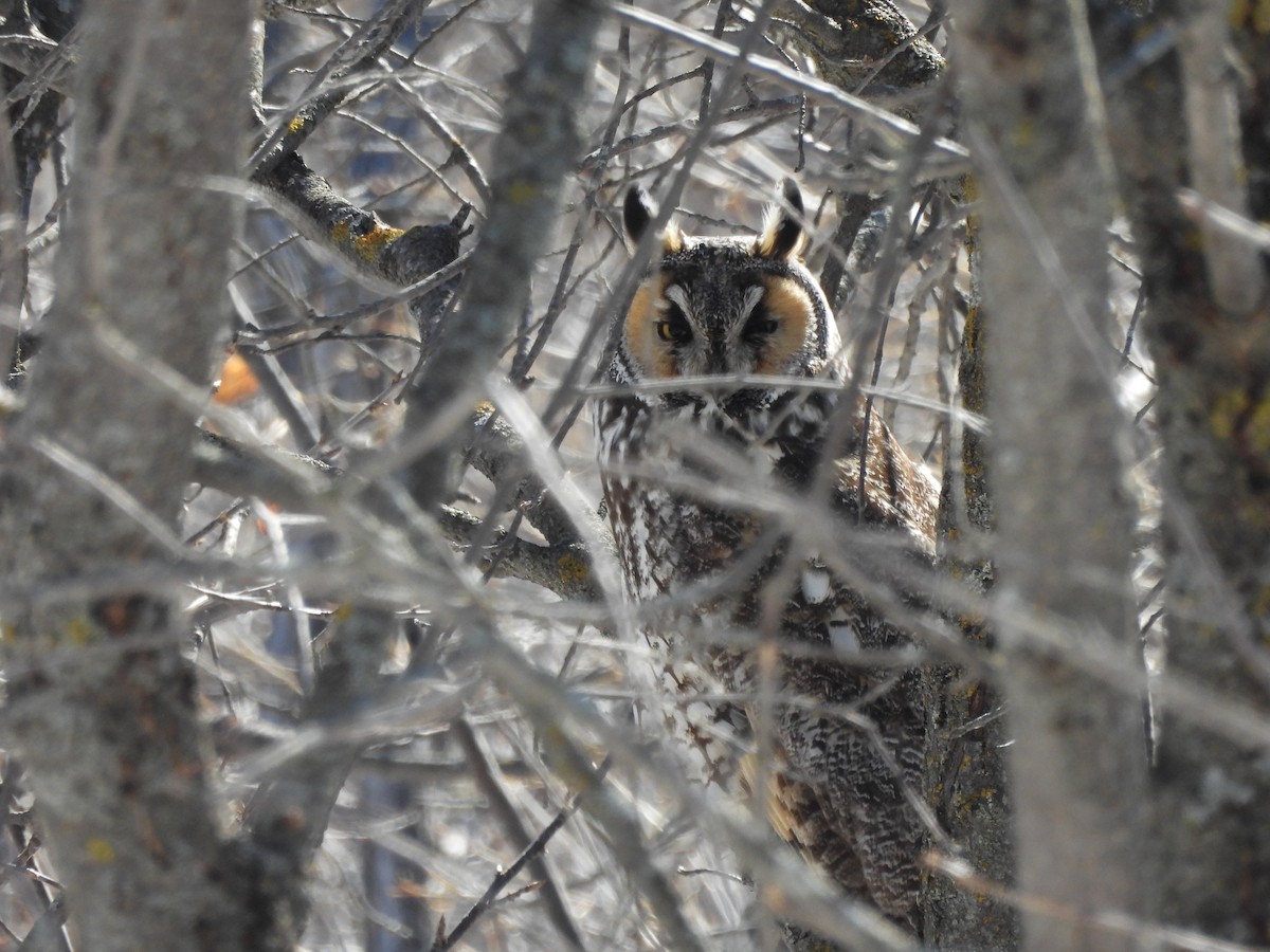 Long-eared Owl - ML556262881
