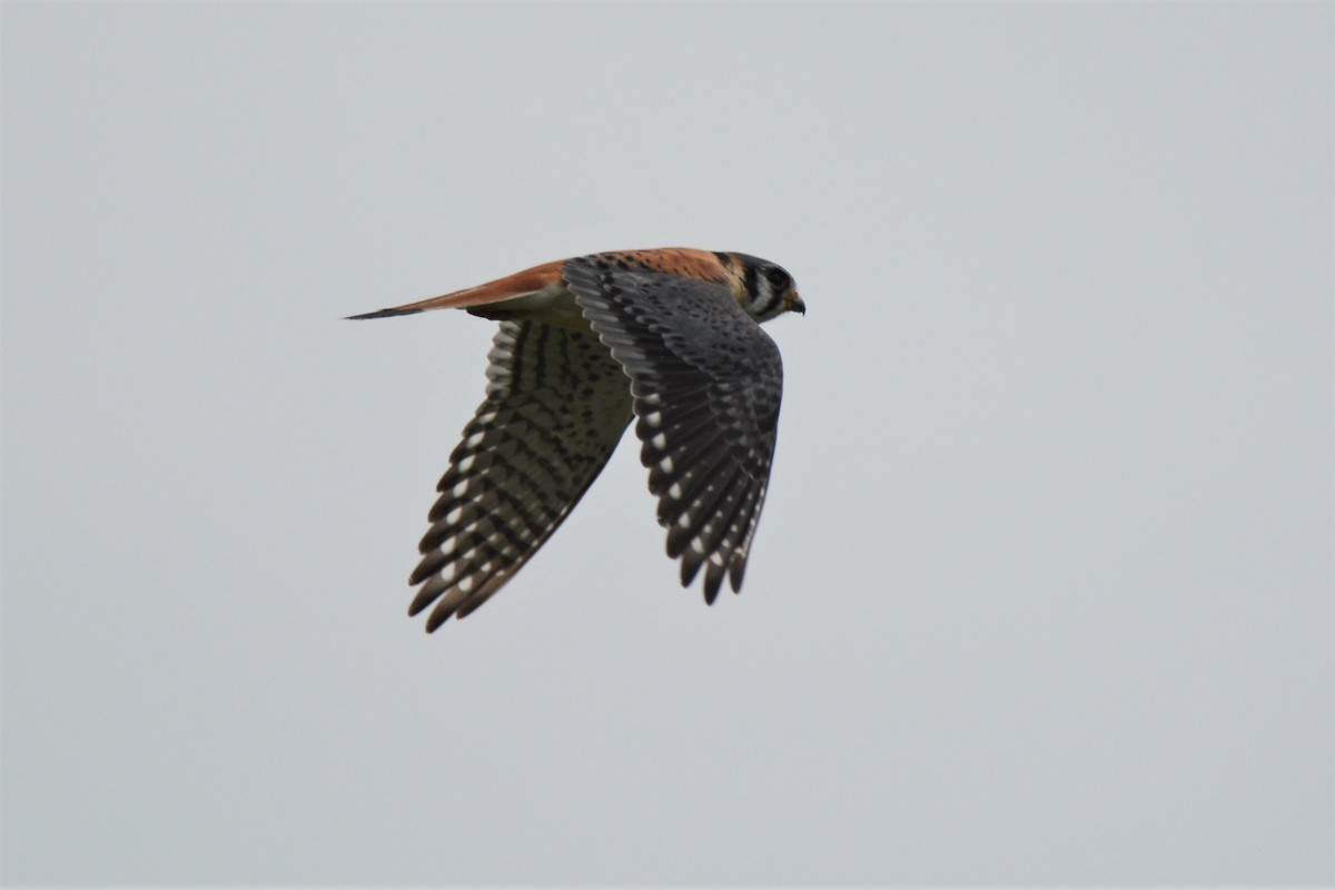 American Kestrel - Ted Bradford