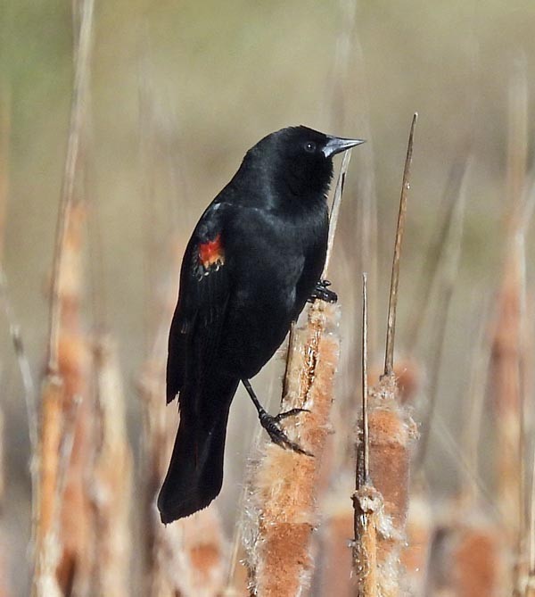 Red-winged Blackbird - ML556265051