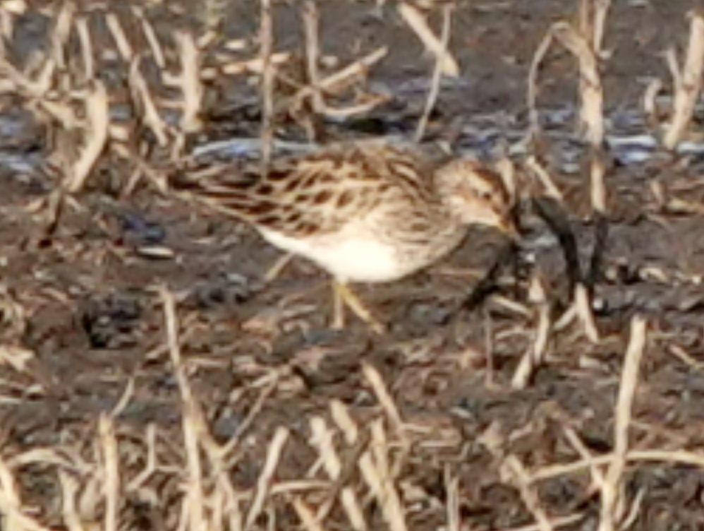 Pectoral Sandpiper - ML556268411