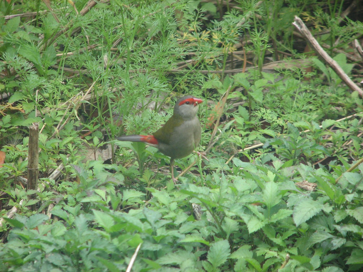 Red-browed Firetail - ML55626931