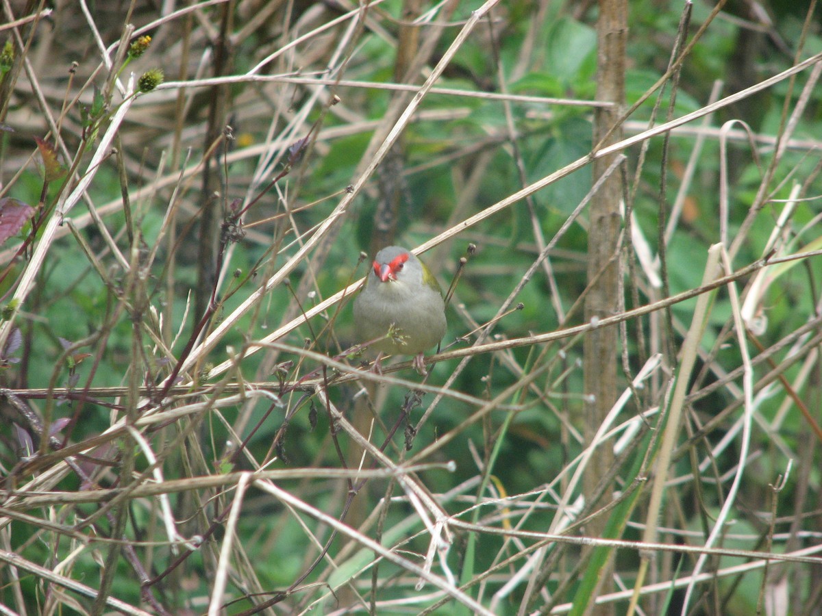 Red-browed Firetail - ML55626941