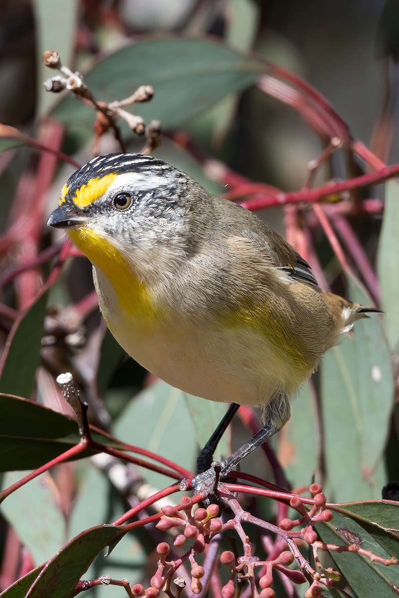 Striated Pardalote - Anthony Sokol