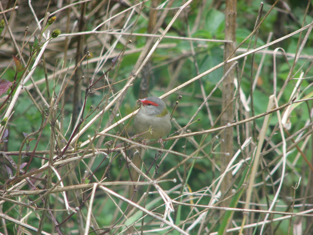 Red-browed Firetail - ML55626981