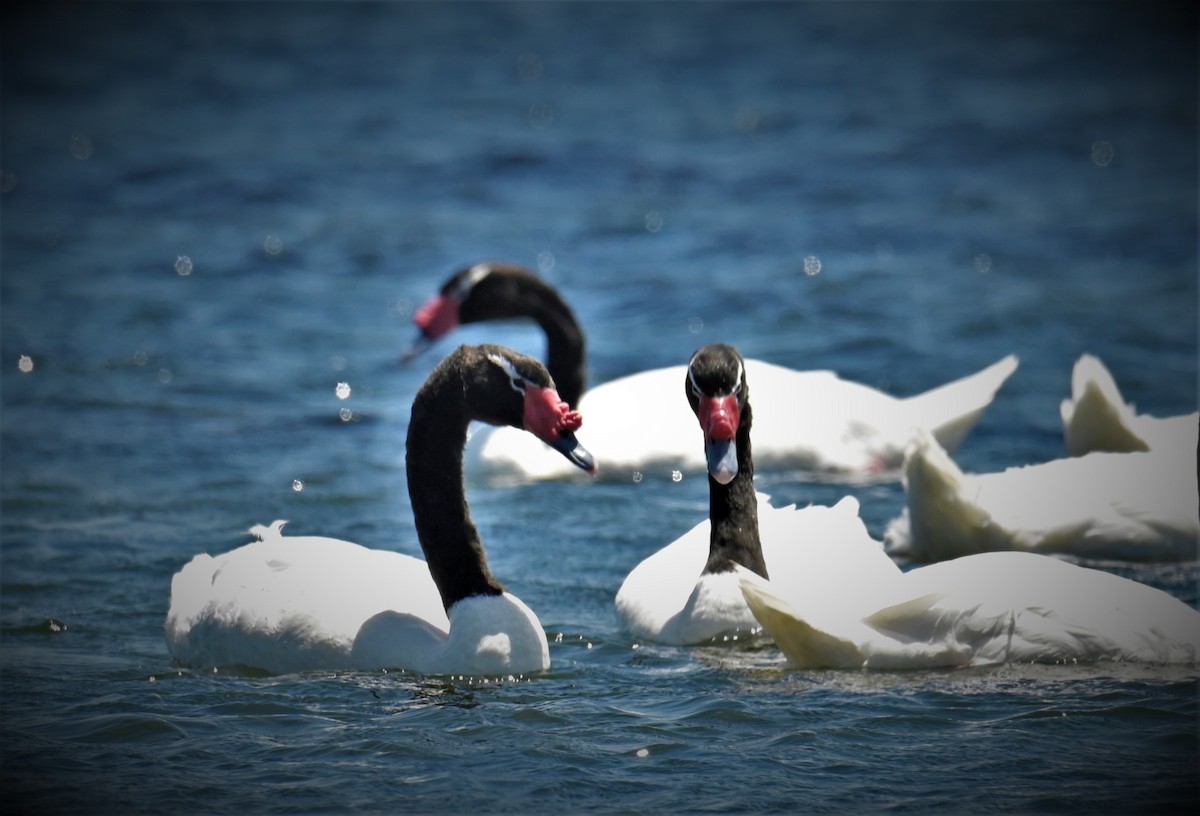 Black-necked Swan - ML556269821