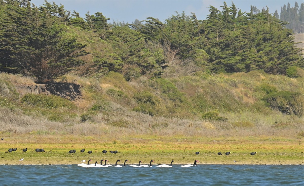 Black-necked Swan - ML556269831