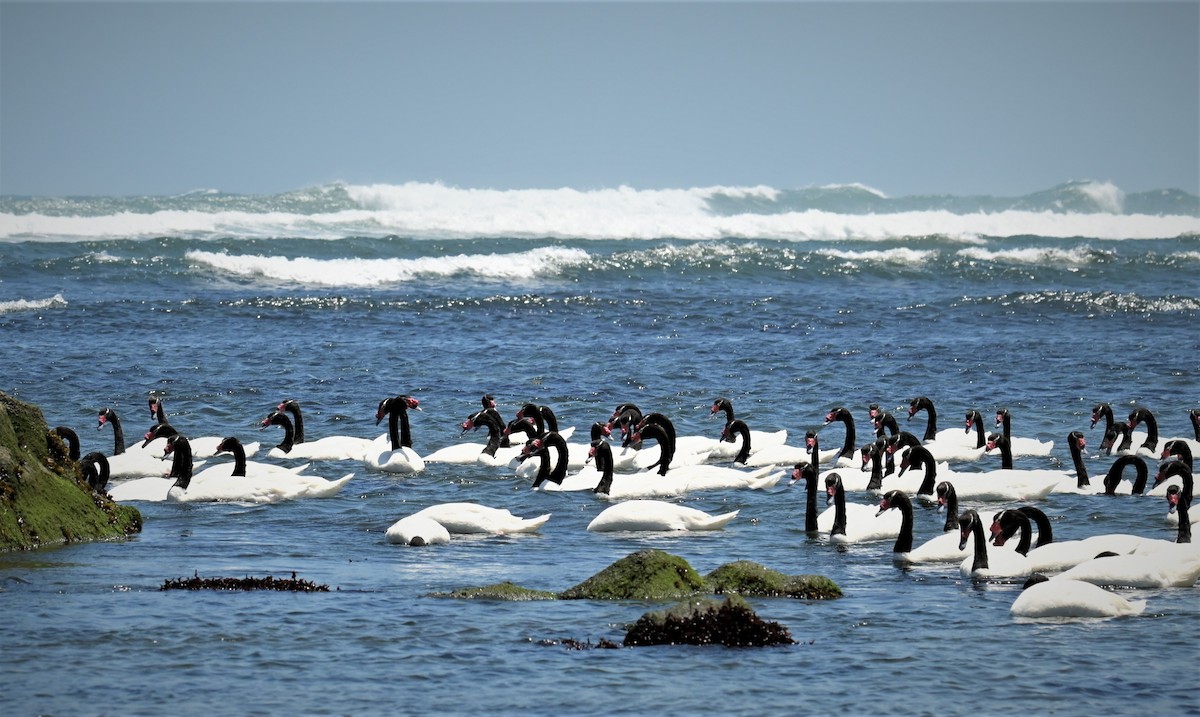 Black-necked Swan - ML556269841