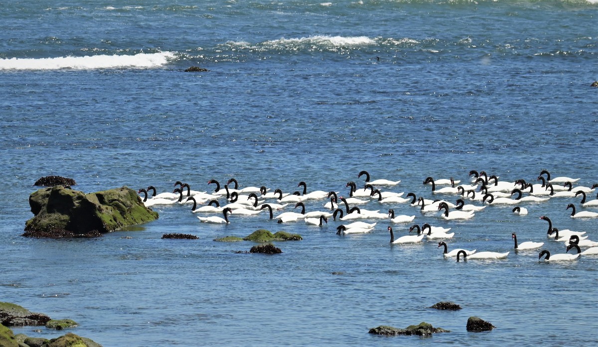 Black-necked Swan - ML556269851