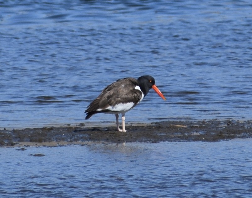 American Oystercatcher - ML556269931