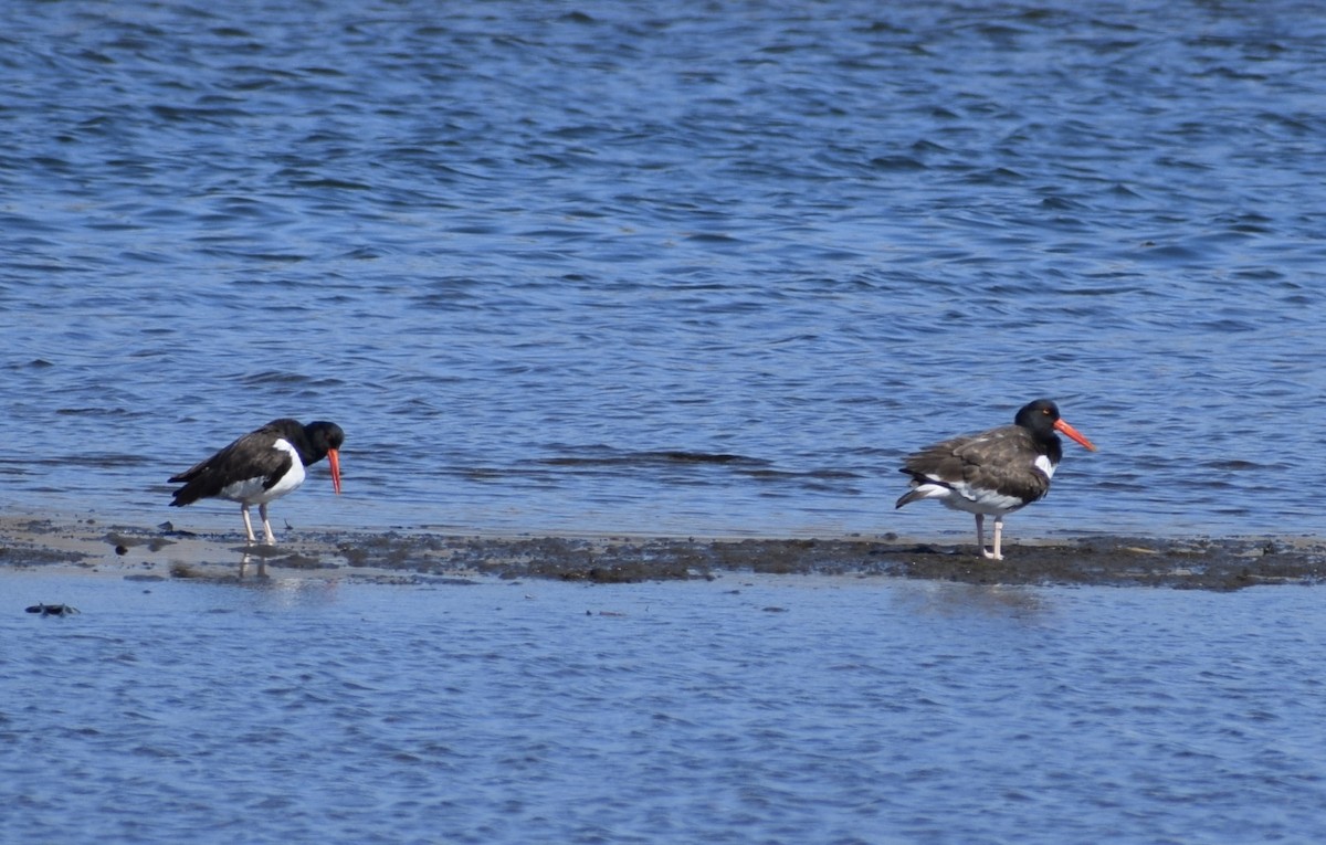 American Oystercatcher - ML556269941