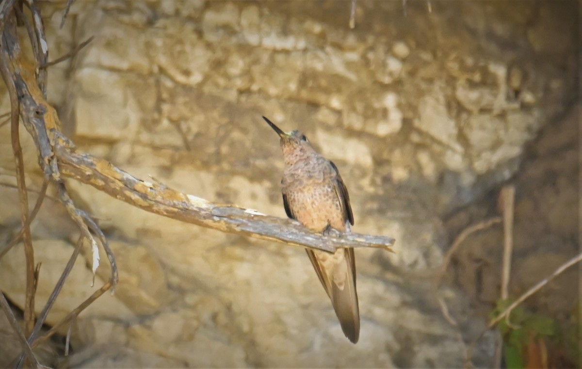 Colibrí Gigante - ML556269961