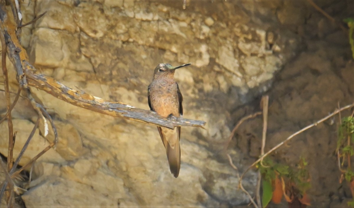 Colibrí Gigante - ML556269971