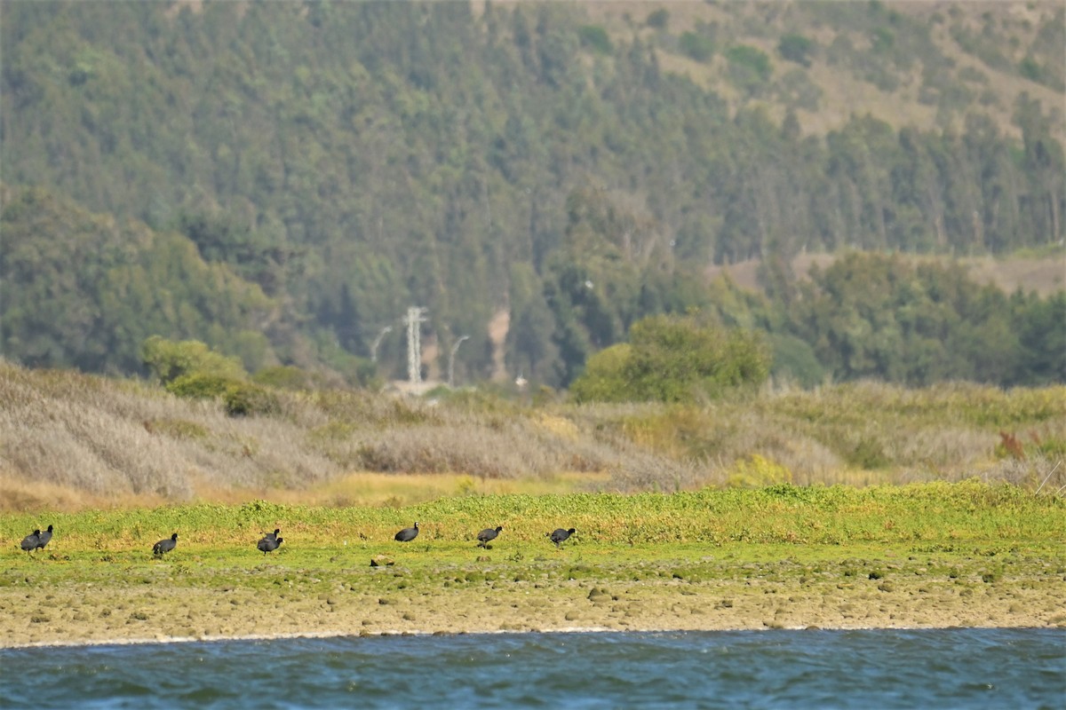 Red-gartered Coot - ML556270091