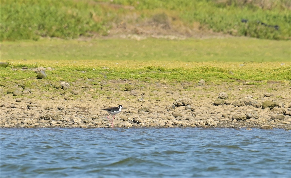 Black-necked Stilt - ML556270181