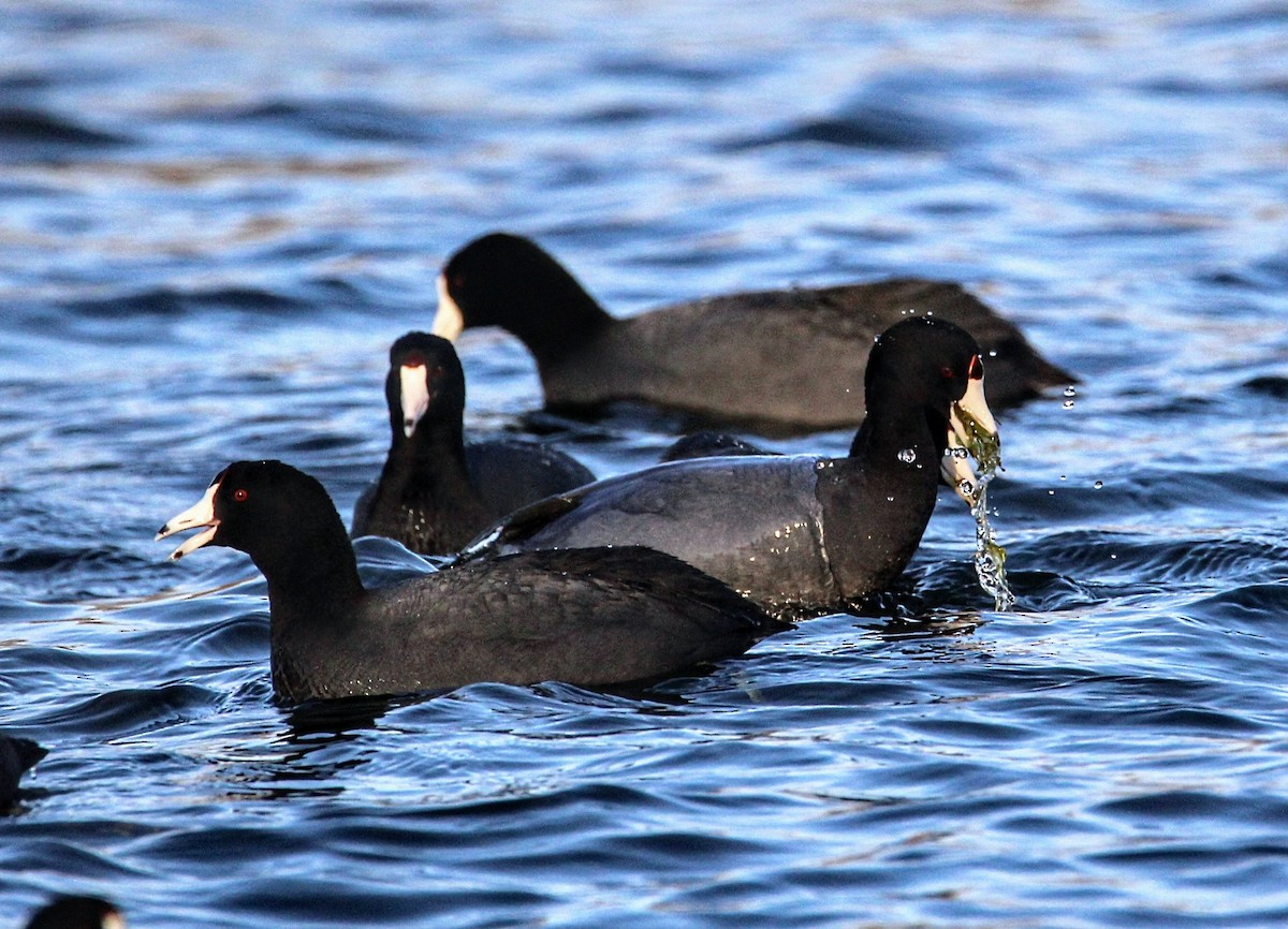 American Coot - David Cross