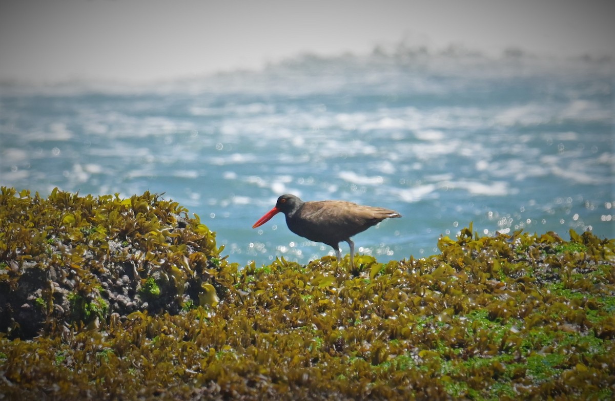 Blackish Oystercatcher - ML556270391