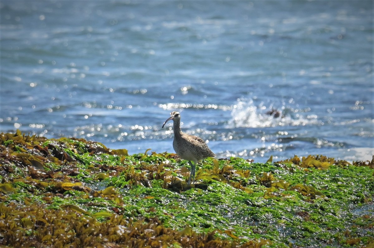 Whimbrel - ML556270421