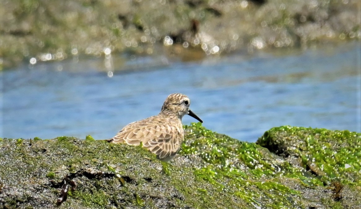 Baird's Sandpiper - ML556270551