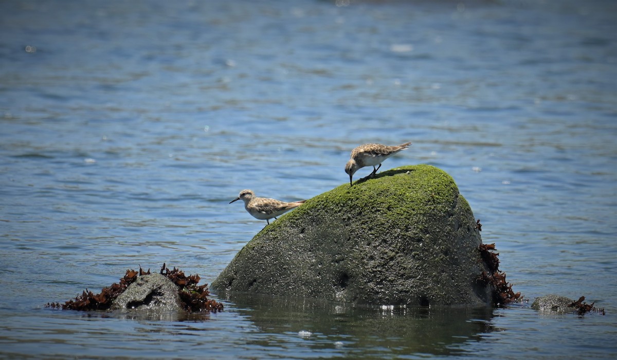 Baird's Sandpiper - ML556270561