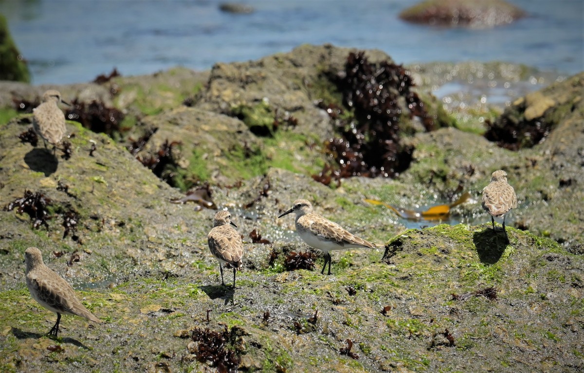 Baird's Sandpiper - ML556270571