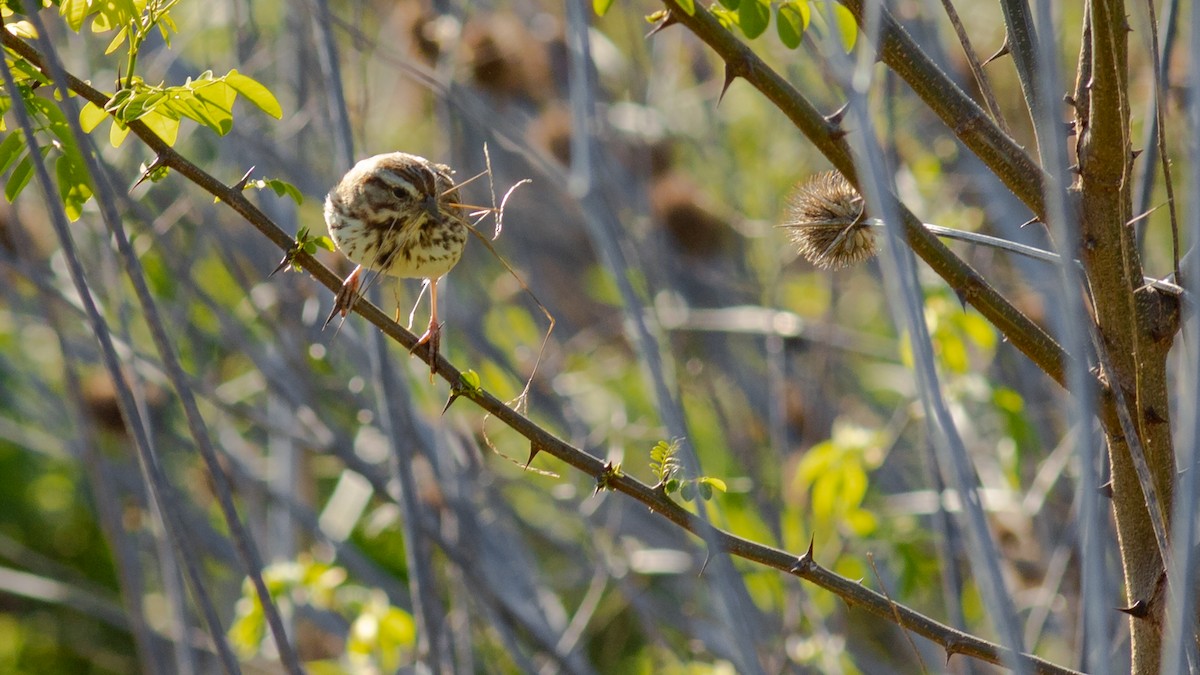 Song Sparrow - Todd Kiraly