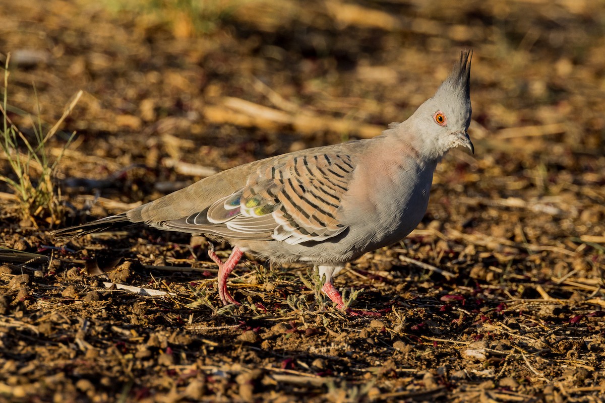 Crested Pigeon - ML556270711