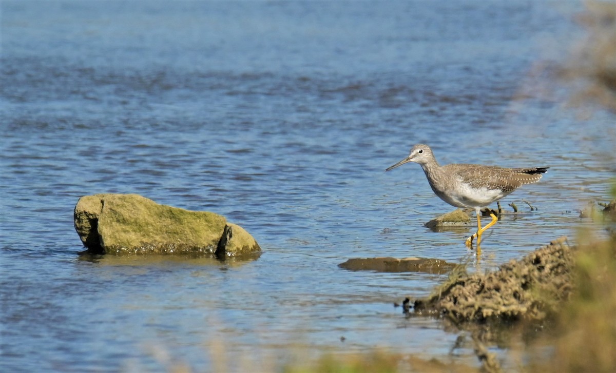 Lesser Yellowlegs - ML556270831