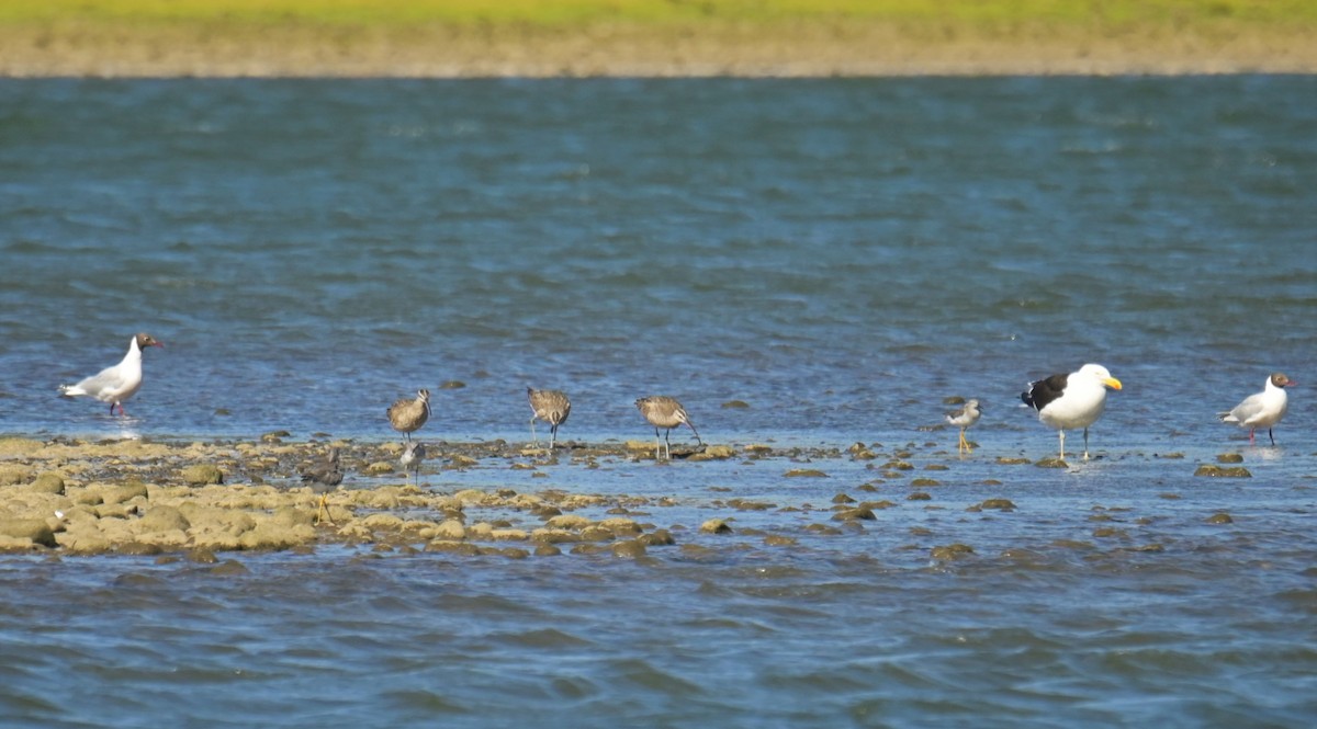 Lesser Yellowlegs - ML556270851