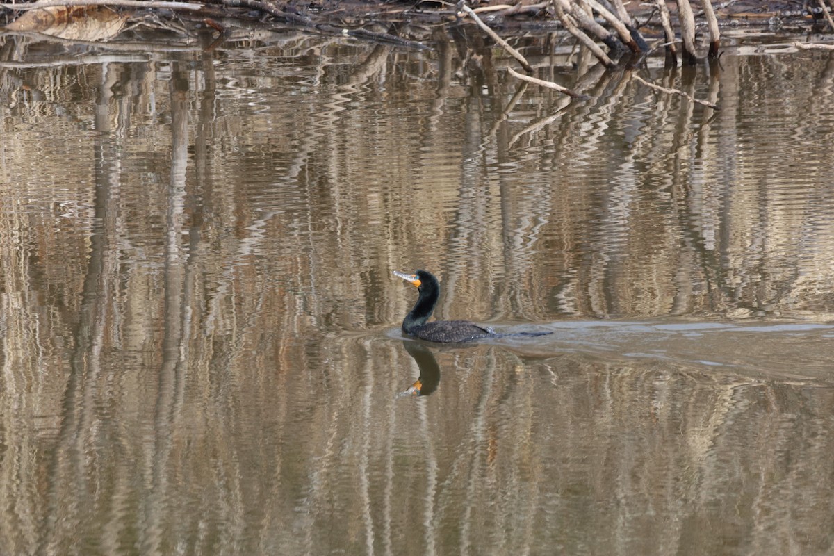 Double-crested Cormorant - ML556270911