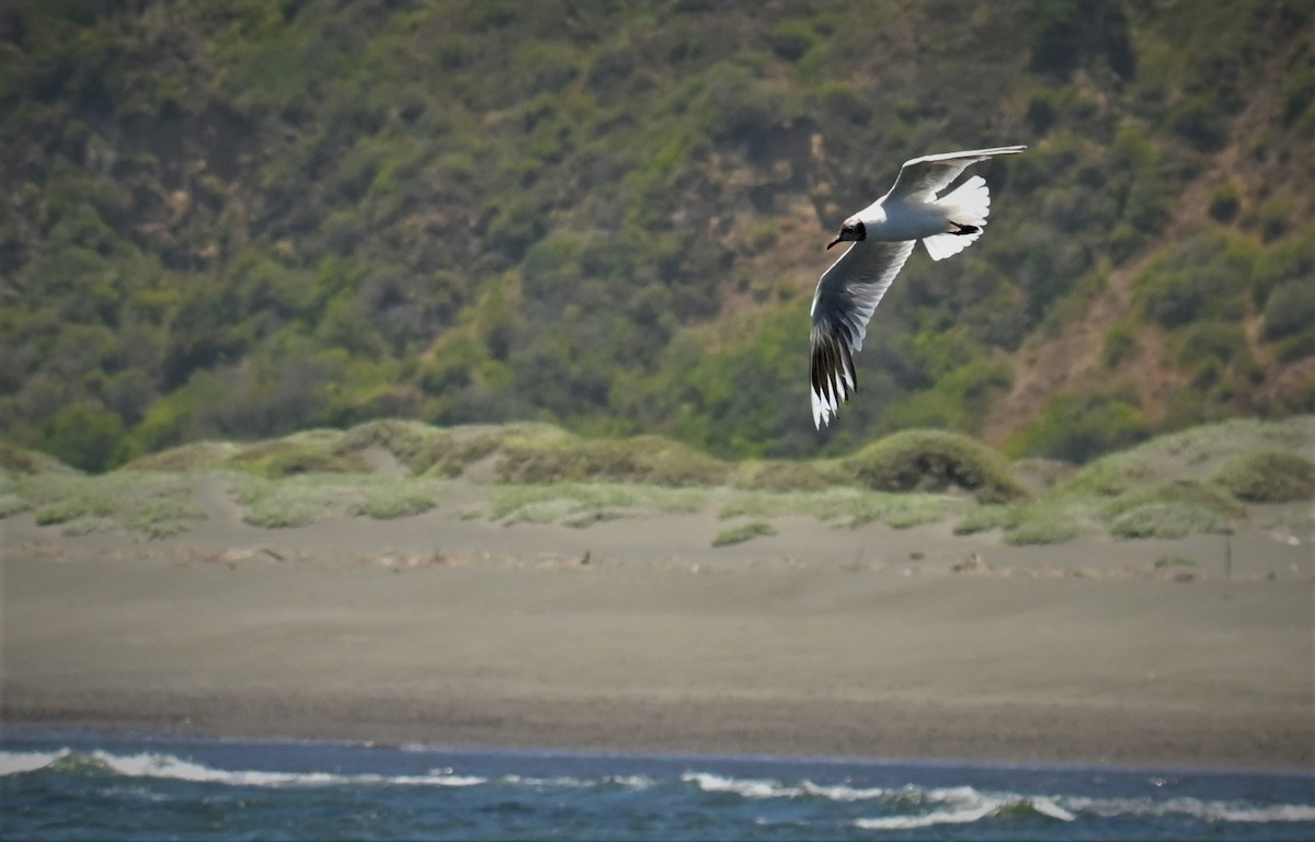 Brown-hooded Gull - ML556270941