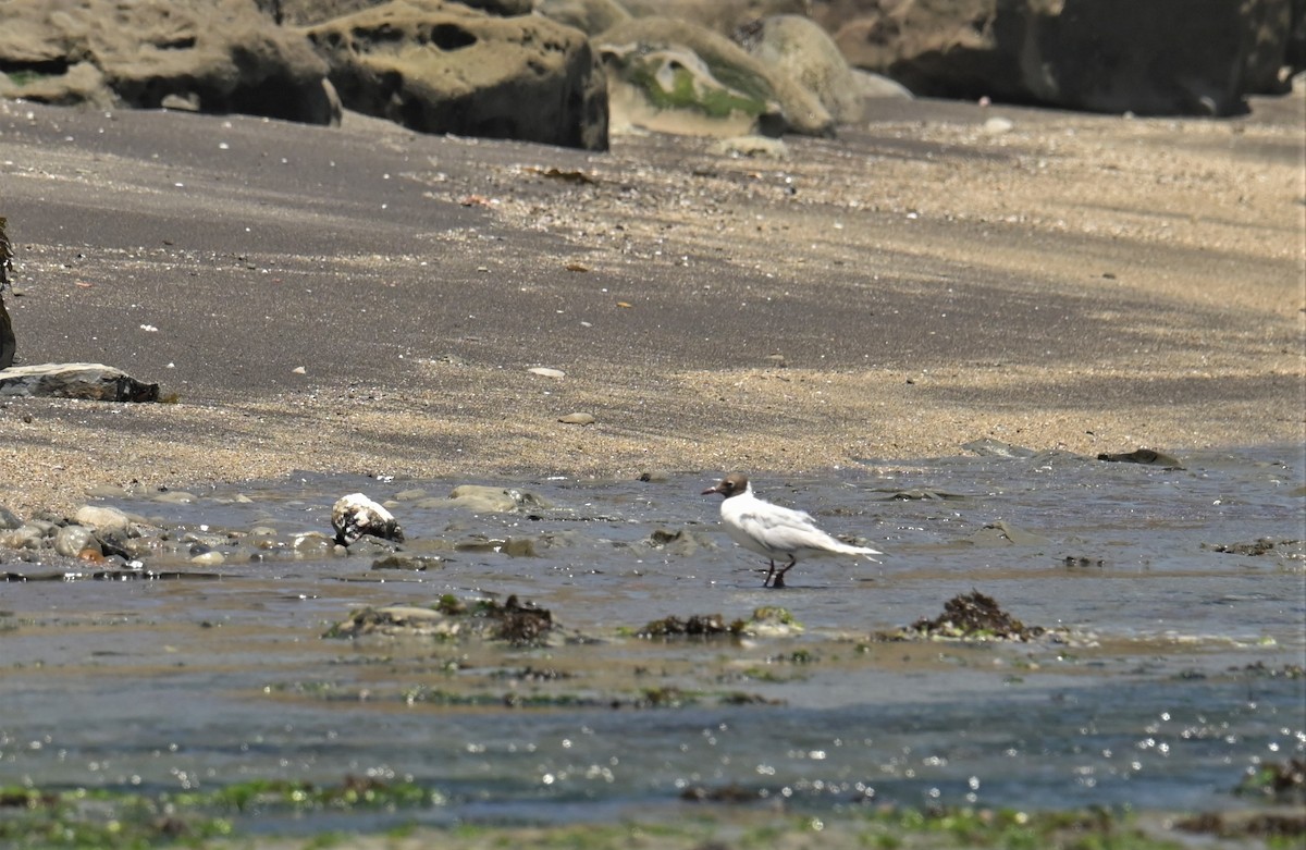 Brown-hooded Gull - ML556270951