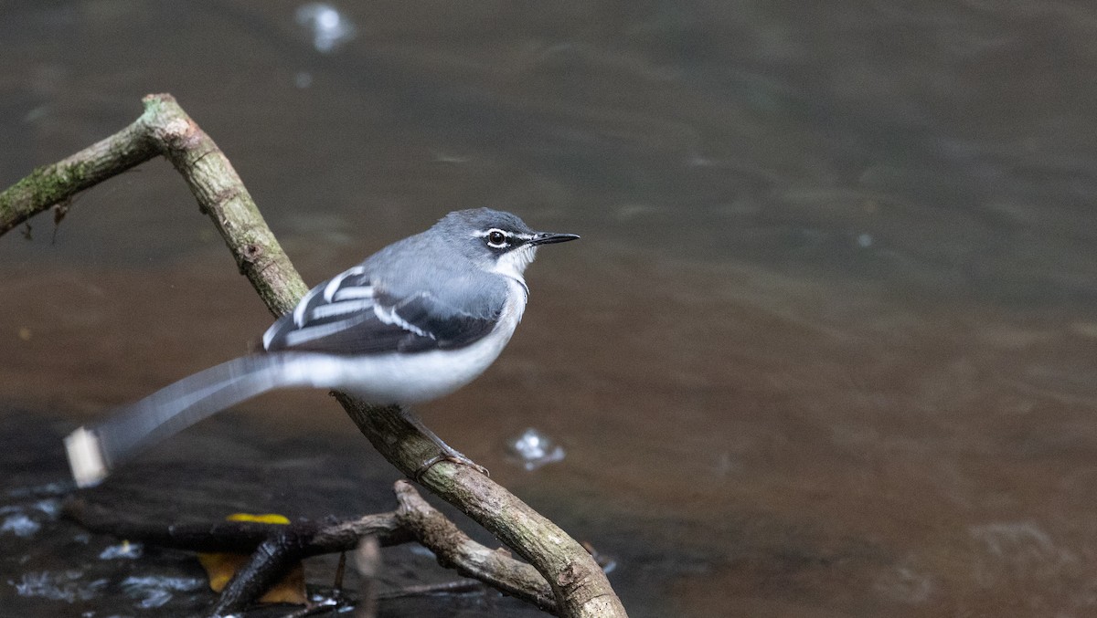 Mountain Wagtail - ML556270981