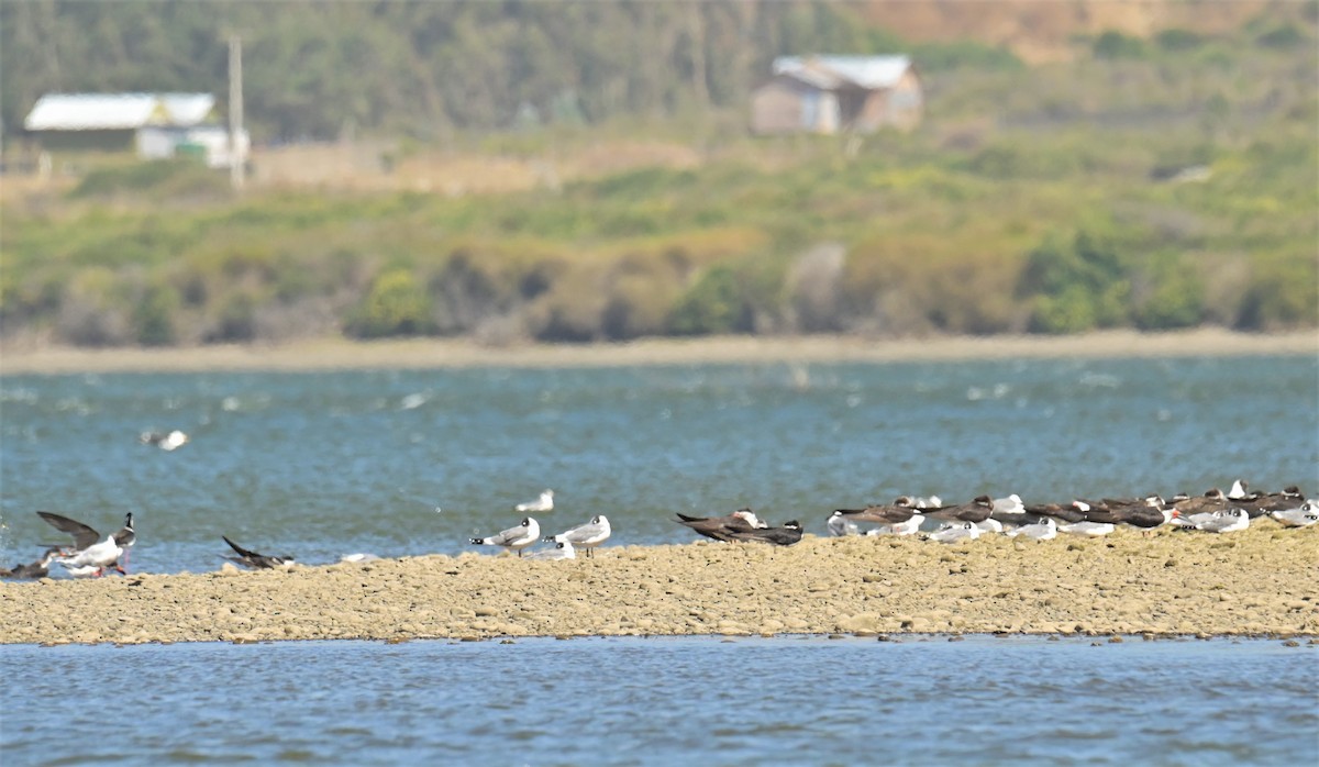 Black Skimmer - ML556271291