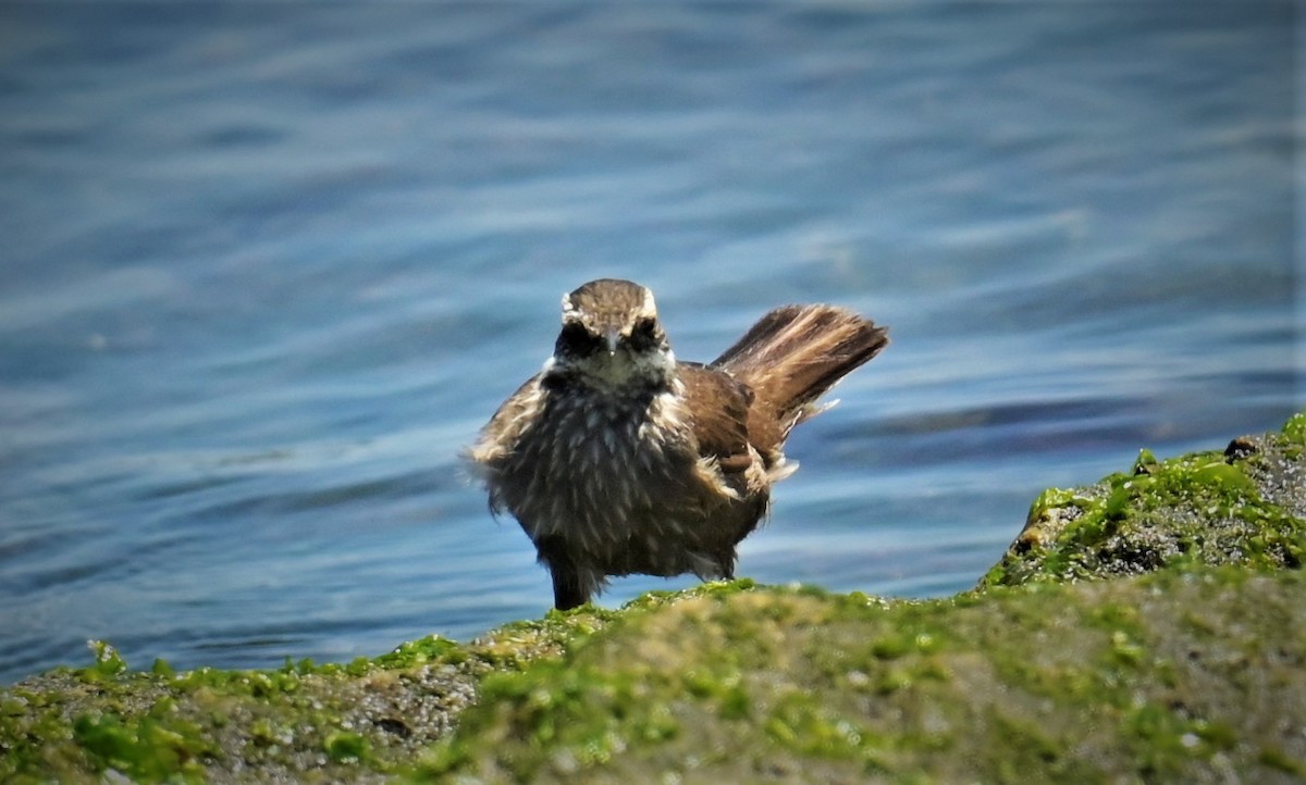 Dark-bellied Cinclodes - ML556271511