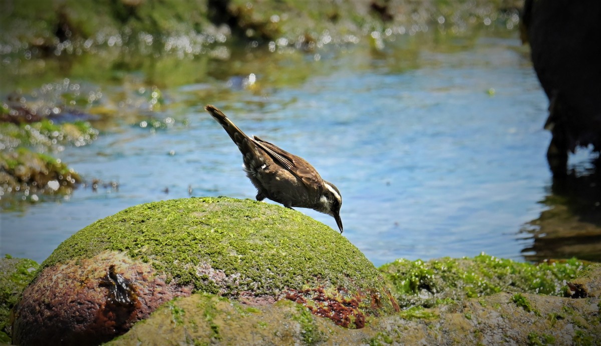 パタゴニアカワカマドドリ - ML556271521