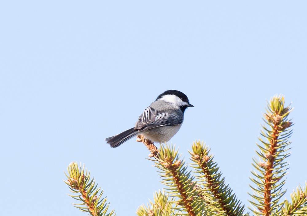 Black-capped Chickadee - ML556271741