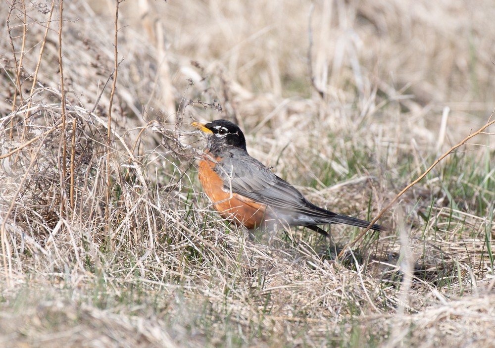 American Robin - ML556272081
