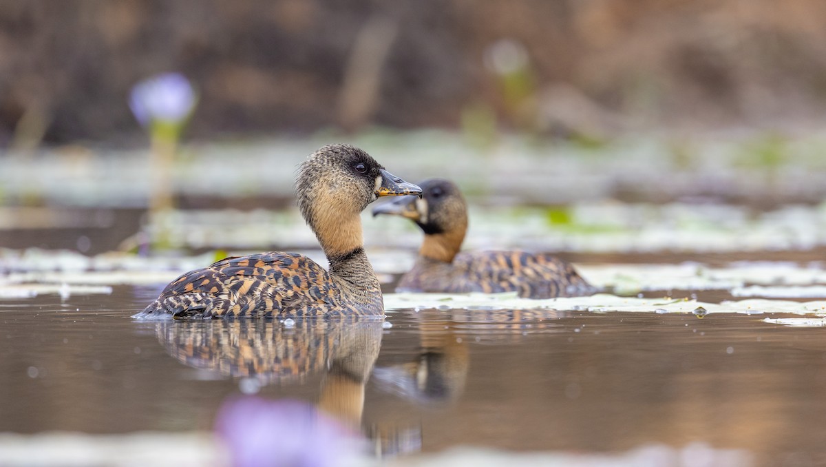 White-backed Duck - ML556272241