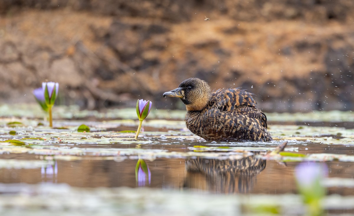 White-backed Duck - ML556272281