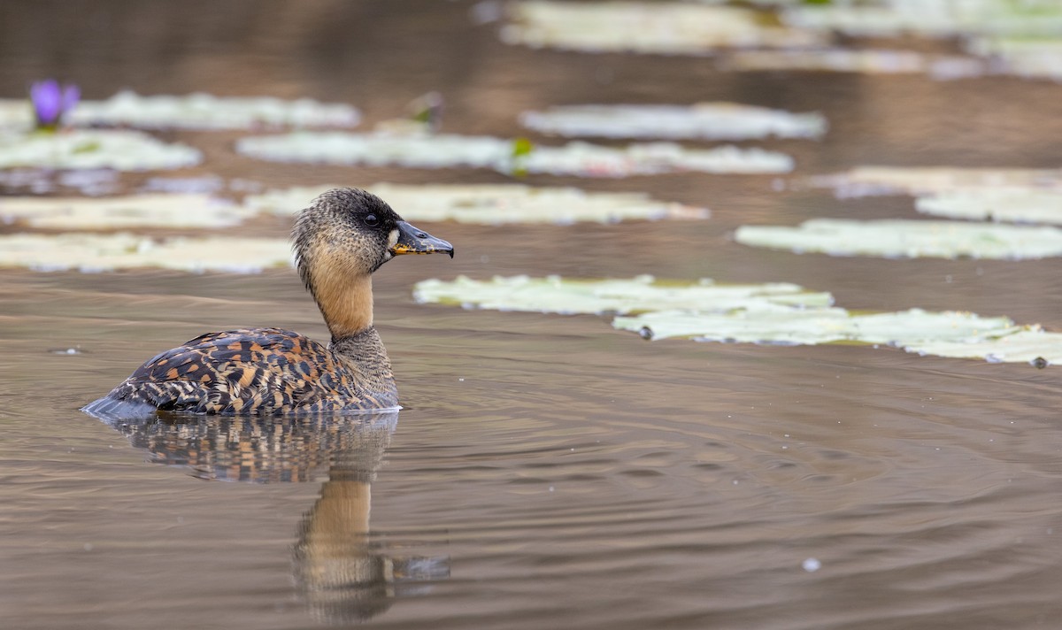 White-backed Duck - ML556272301