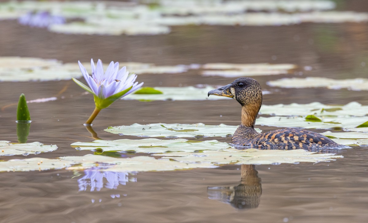 White-backed Duck - ML556272311