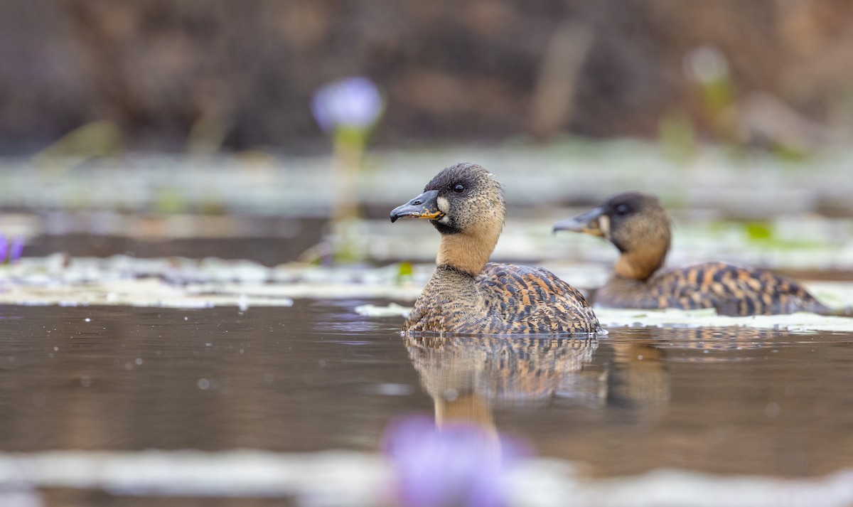 White-backed Duck - ML556272321