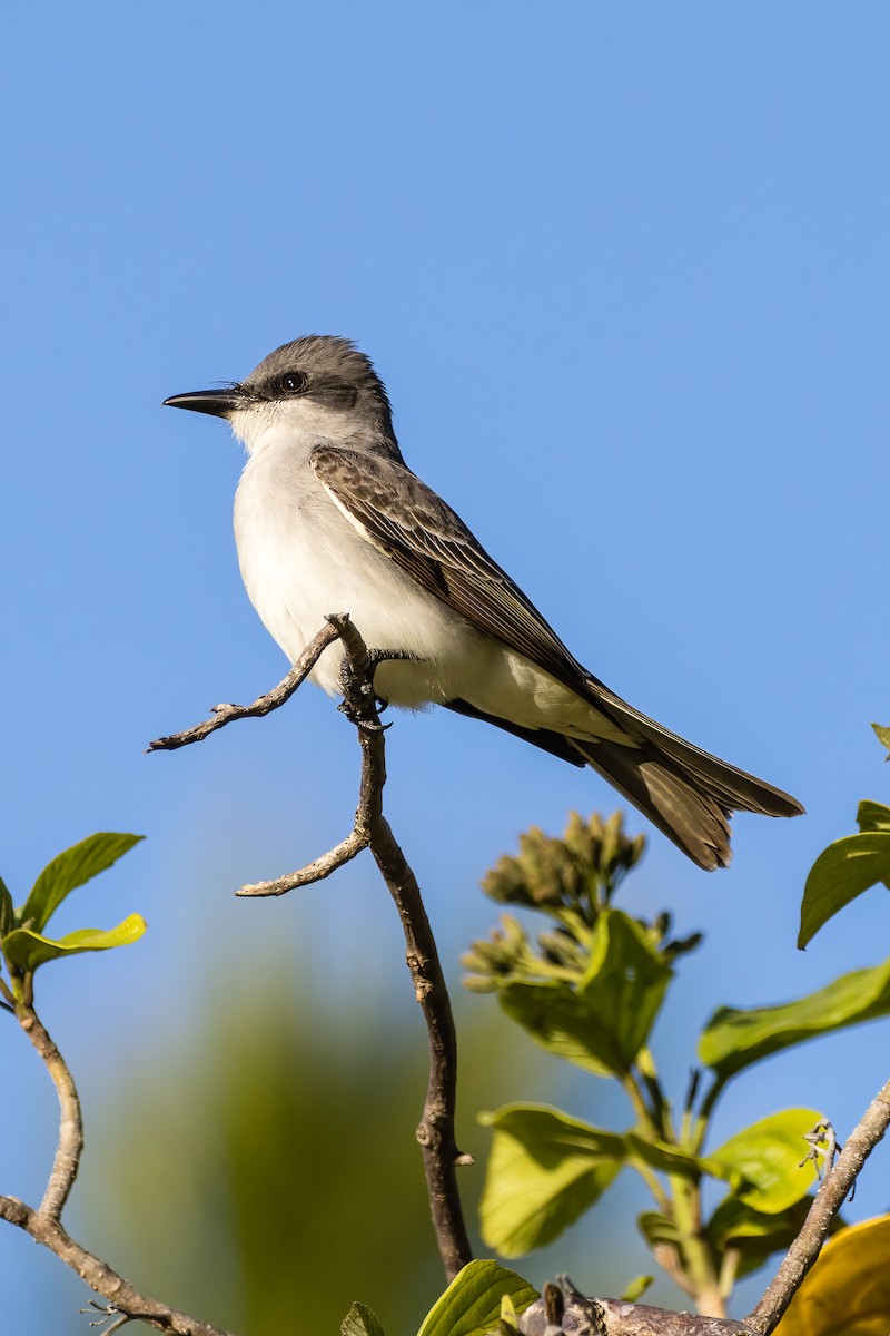 Gray Kingbird - ML556273011
