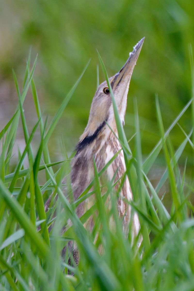 American Bittern - ML556273221