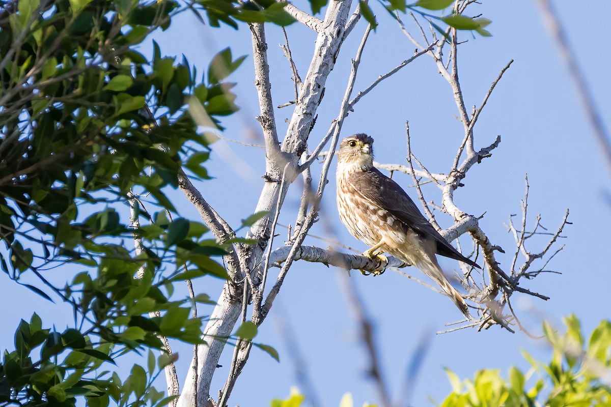 Smeriglio - ML556273231